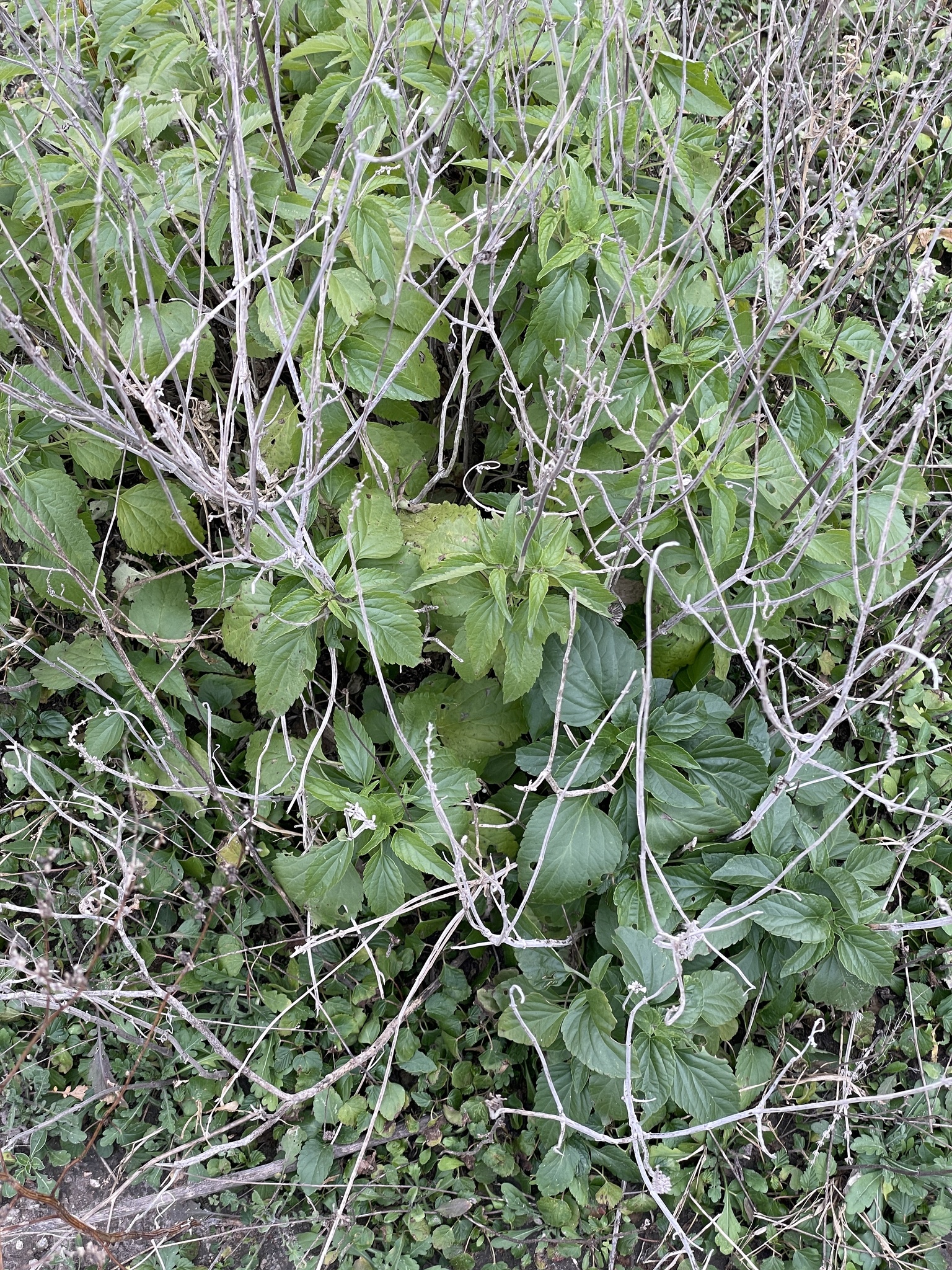 Imagem de Salvia Azul