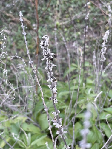 Foto de Salvia Azul
