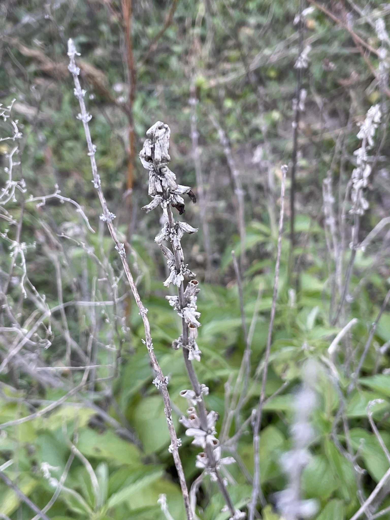 Imagem de Salvia Azul