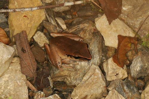 Craugastor metriosistus