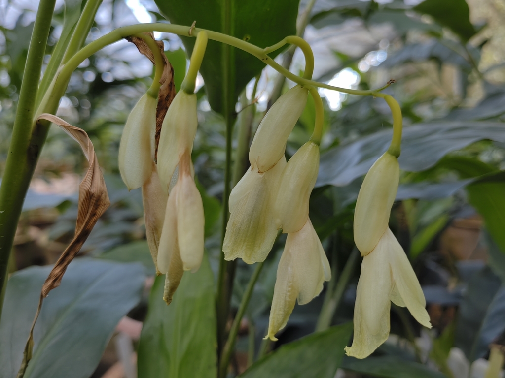 Siliquamomum tonkinense (Siliquamomum tonkinense)