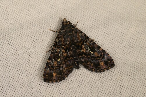 Bithiga rubrisparsa