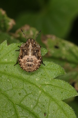 Dyroderes umbraculatus