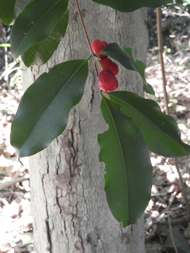 Syzygium claviflorum observed 2023-12-20