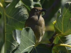 Andropadus importunus