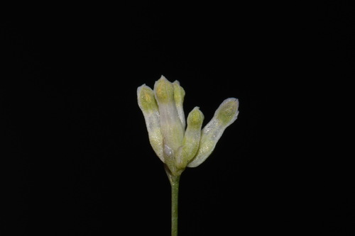 Southern bluethread (Burmannia capitata)