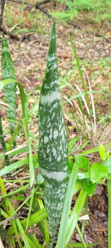 Foto de Espada de são jorge