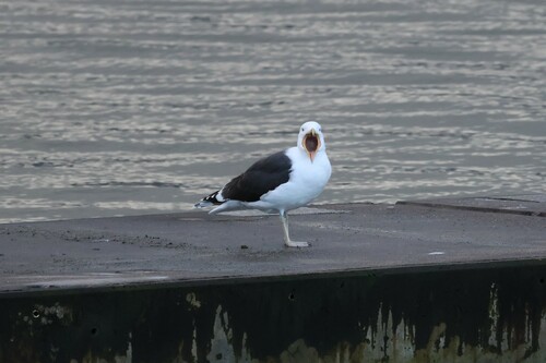 Gavión atlántico (Larus marinus)