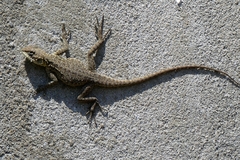 Laudakia tuberculata