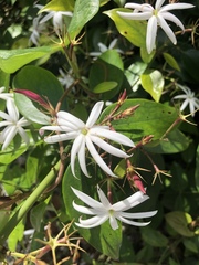 Jasminum laurifolium