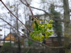 Acer platanoides