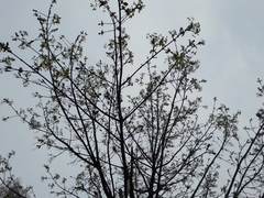 Acer platanoides