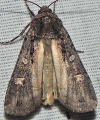 Actebia fennica