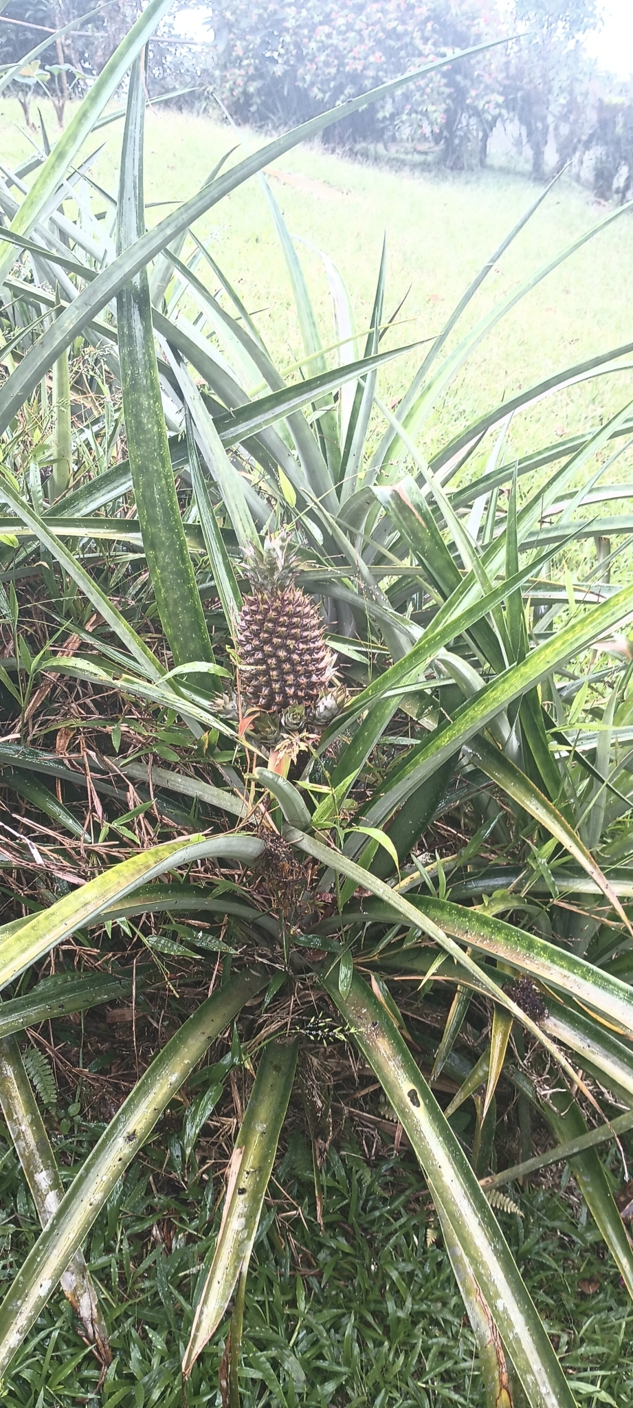 Abacaxi