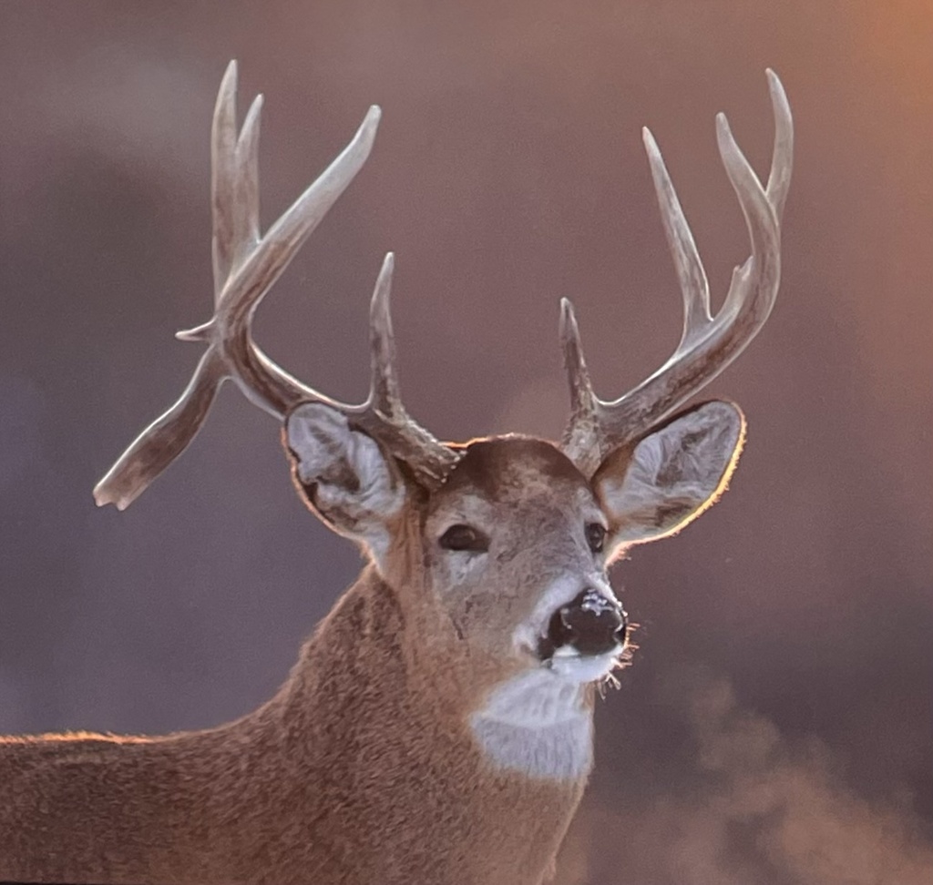 White Tailed Deer From Carburn Park Calgary AB CA On January 7 2024   Large 