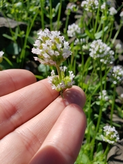 Plectritis macrocera