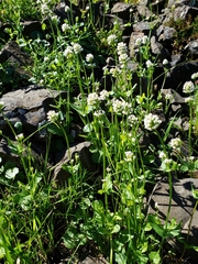 Plectritis macrocera