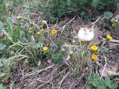 Tussilago farfara