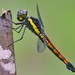 Protorthemis coronata - Photo (c) Eric Carpenter, some rights reserved (CC BY-NC), uploaded by Eric Carpenter