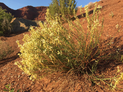 Astragalus lonchocarpus