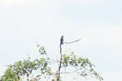 Falco rufigularis image