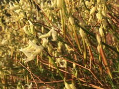 Astragalus lonchocarpus