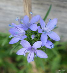 Gilia capitata