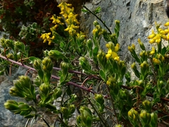 Genista germanica