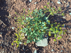 Cymopterus