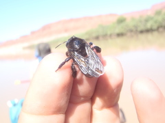 Xylocopa tabaniformis androleuca