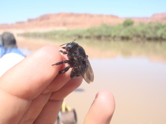 Xylocopa tabaniformis androleuca