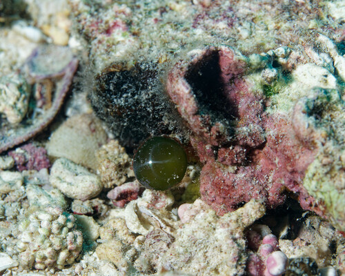 Valonia ventricosa observed 2024-01-06