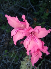 Gladiolus mortonius