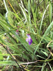 Collinsia sparsiflora