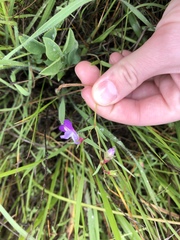 Collinsia sparsiflora