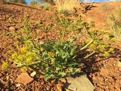 Cymopterus
