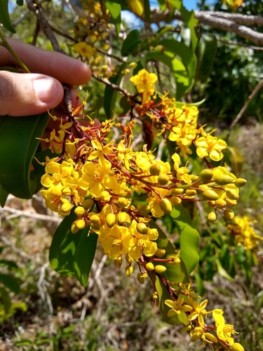 Foto de Caxeta