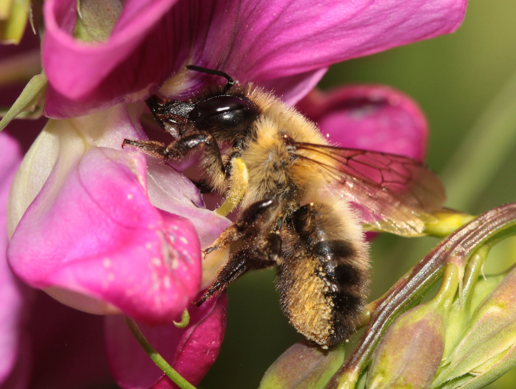 black-brushed leafcutter bee