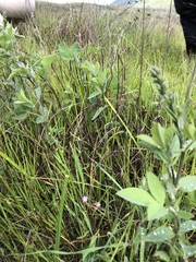 Collinsia sparsiflora