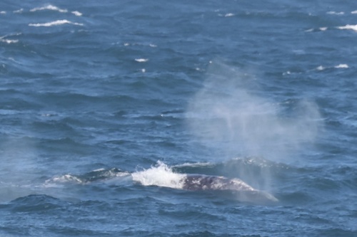 Gray whale