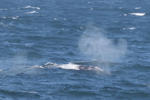 Gray whale