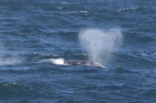 Gray whale