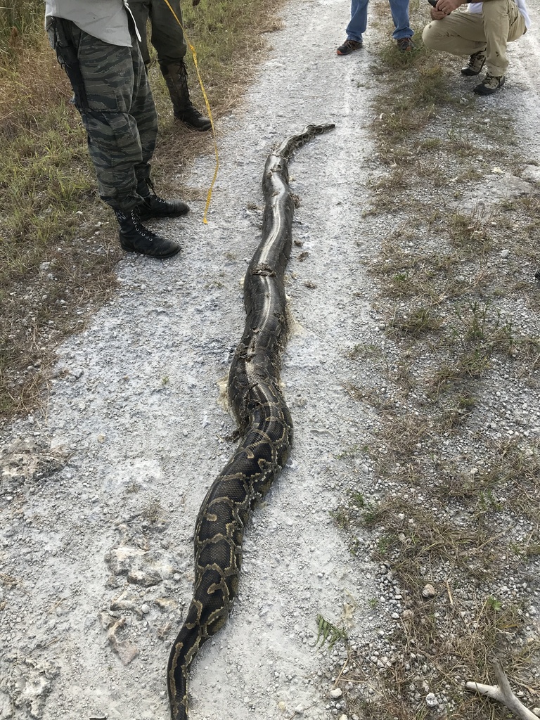 Burmese Python From Miami-Dade County, FL, USA On January 6, 2024 At 07 ...