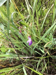 Collinsia sparsiflora