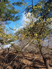 Corylopsis