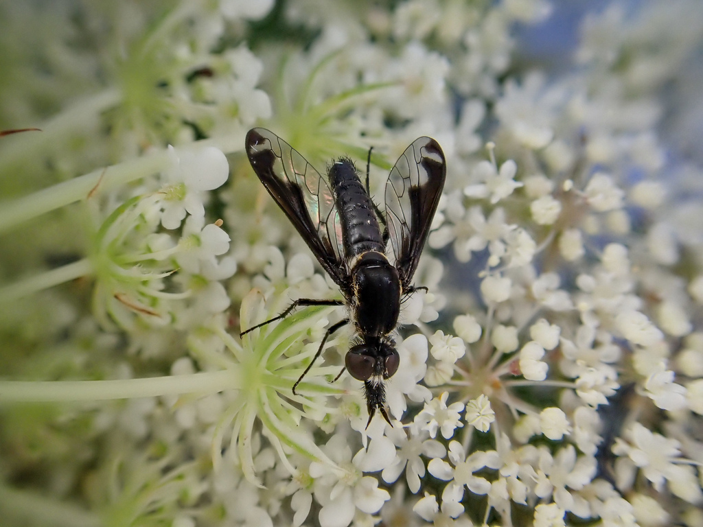Tillyardomyia gracilis