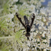 Tillyardomyia gracilis - Photo (c) dr_robert, osa oikeuksista pidätetään (CC BY), lähettänyt dr_robert