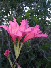 Gladiolus mortonius