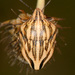 Odontotarsus purpureolineatus - Photo (c) Lupoli Roland, algunos derechos reservados (CC BY-NC), subido por Lupoli Roland