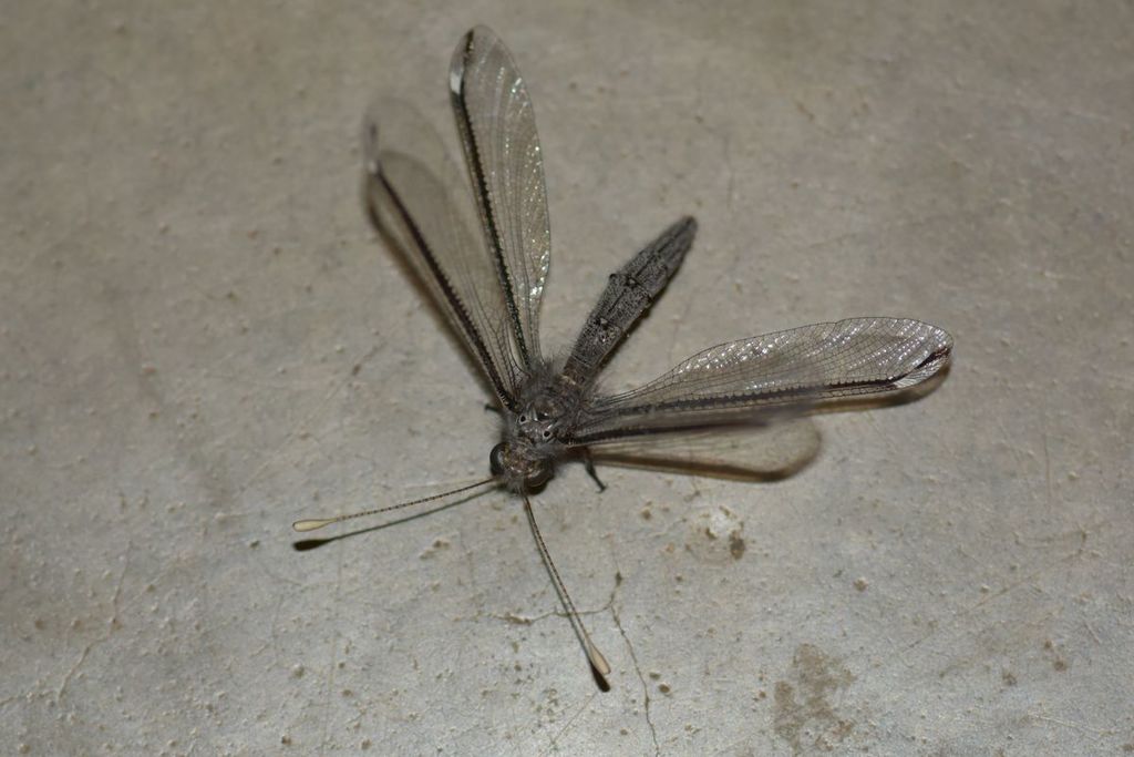 Black-line Owlflies